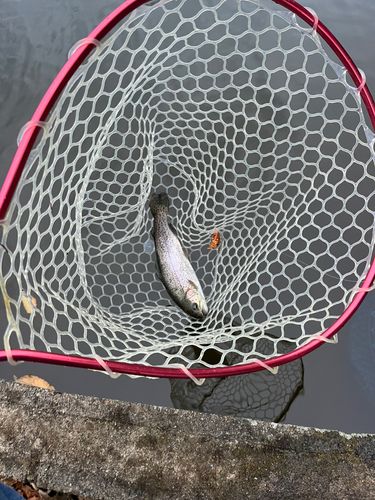 ニジマスの釣果