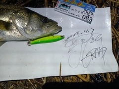 シーバスの釣果