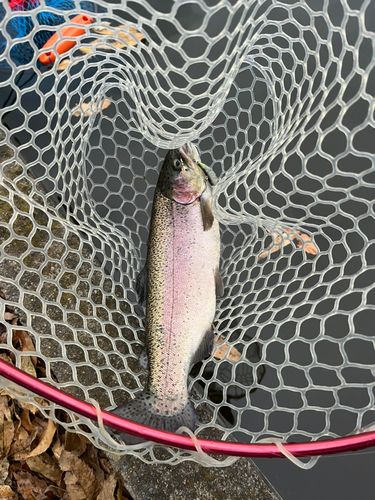 ニジマスの釣果