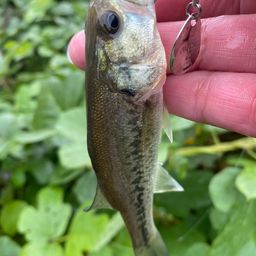 ラージマウスバス