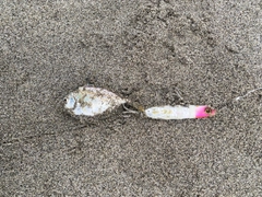 ヒイラギの釣果