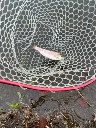ニジマスの釣果