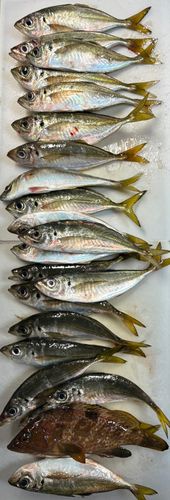 アジの釣果