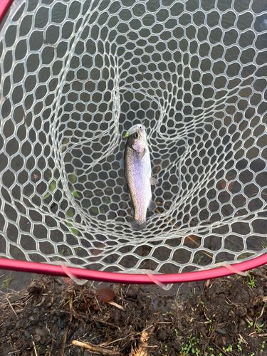 ニジマスの釣果