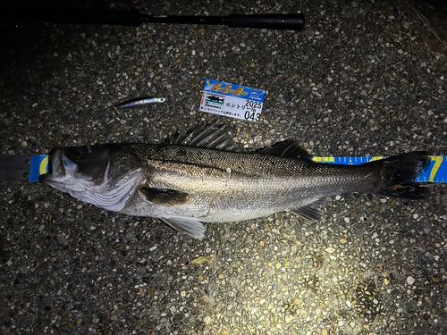 シーバスの釣果