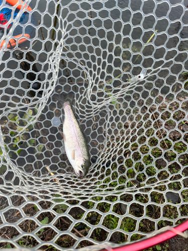 ニジマスの釣果