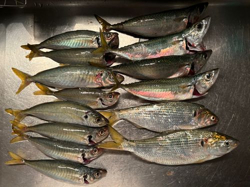 コノシロの釣果