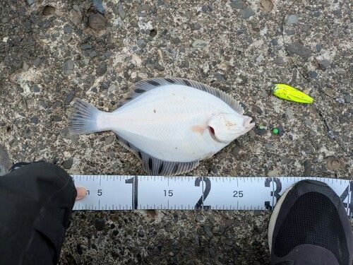 カワガレイの釣果