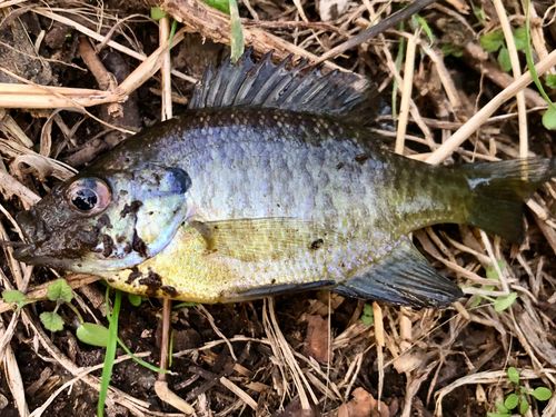 ブルーギルの釣果