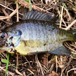ブルーギル