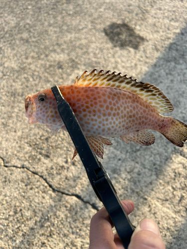 オオモンハタの釣果