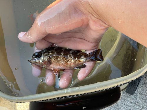 アカメバルの釣果