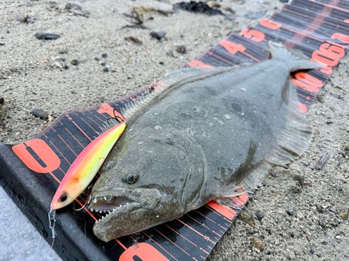 ヒラメの釣果