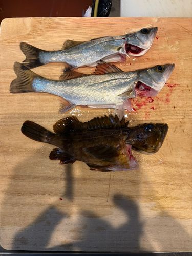 セイゴ（ヒラスズキ）の釣果