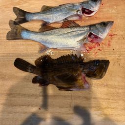 セイゴ（ヒラスズキ）