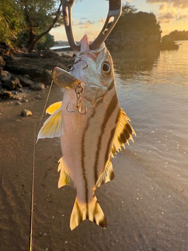 コトヒキの釣果
