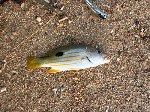 ヤマトビーの釣果