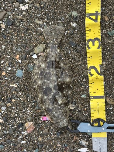 五十鈴川派川河口（江）