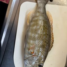 ムネアカクチビ