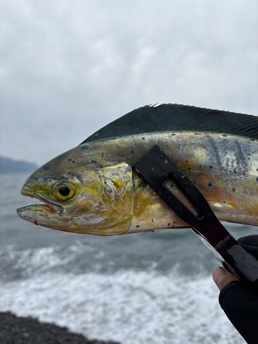 シイラの釣果