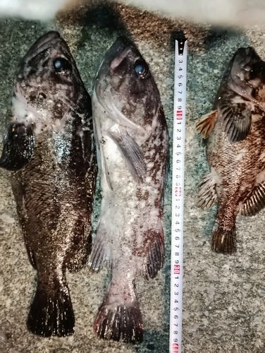 クロソイの釣果