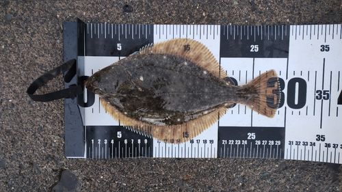 イシガレイの釣果