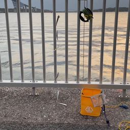 カタクチイワシ