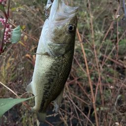 ラージマウスバス