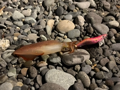 ヤリイカの釣果