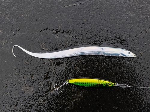 タチウオの釣果