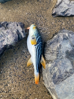 シマフグの釣果