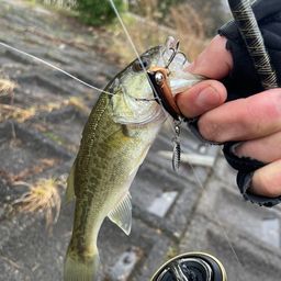 ラージマウスバス