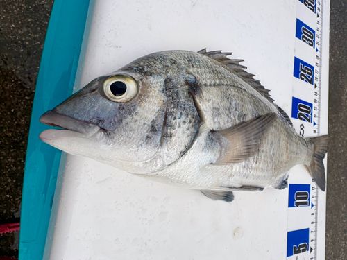 クロダイの釣果