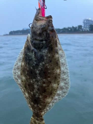 ヒラメの釣果