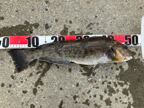 アイナメの釣果