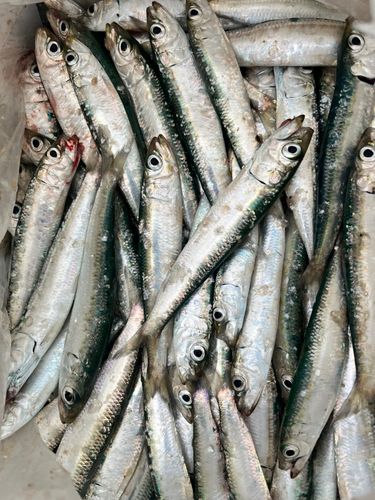 イワシの釣果