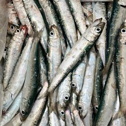 イワシ