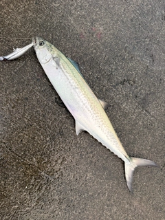 サゴシの釣果