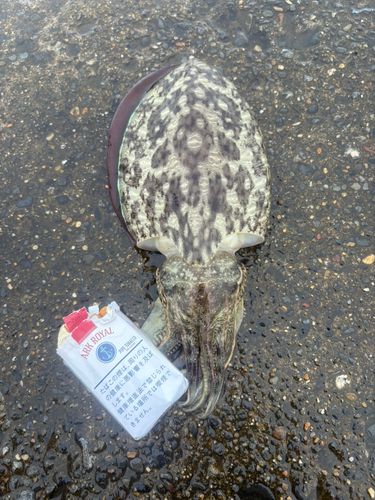 コウイカの釣果