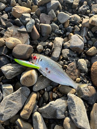 コノシロの釣果