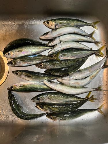 サバの釣果