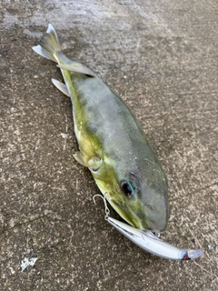 シロサバフグの釣果