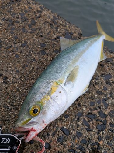 フクラギの釣果