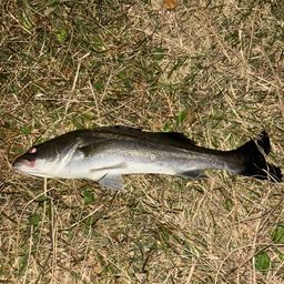 セイゴ（マルスズキ）