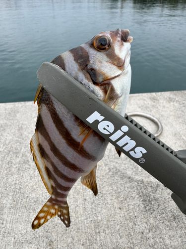 タカノハダイの釣果