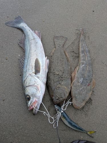 シーバスの釣果