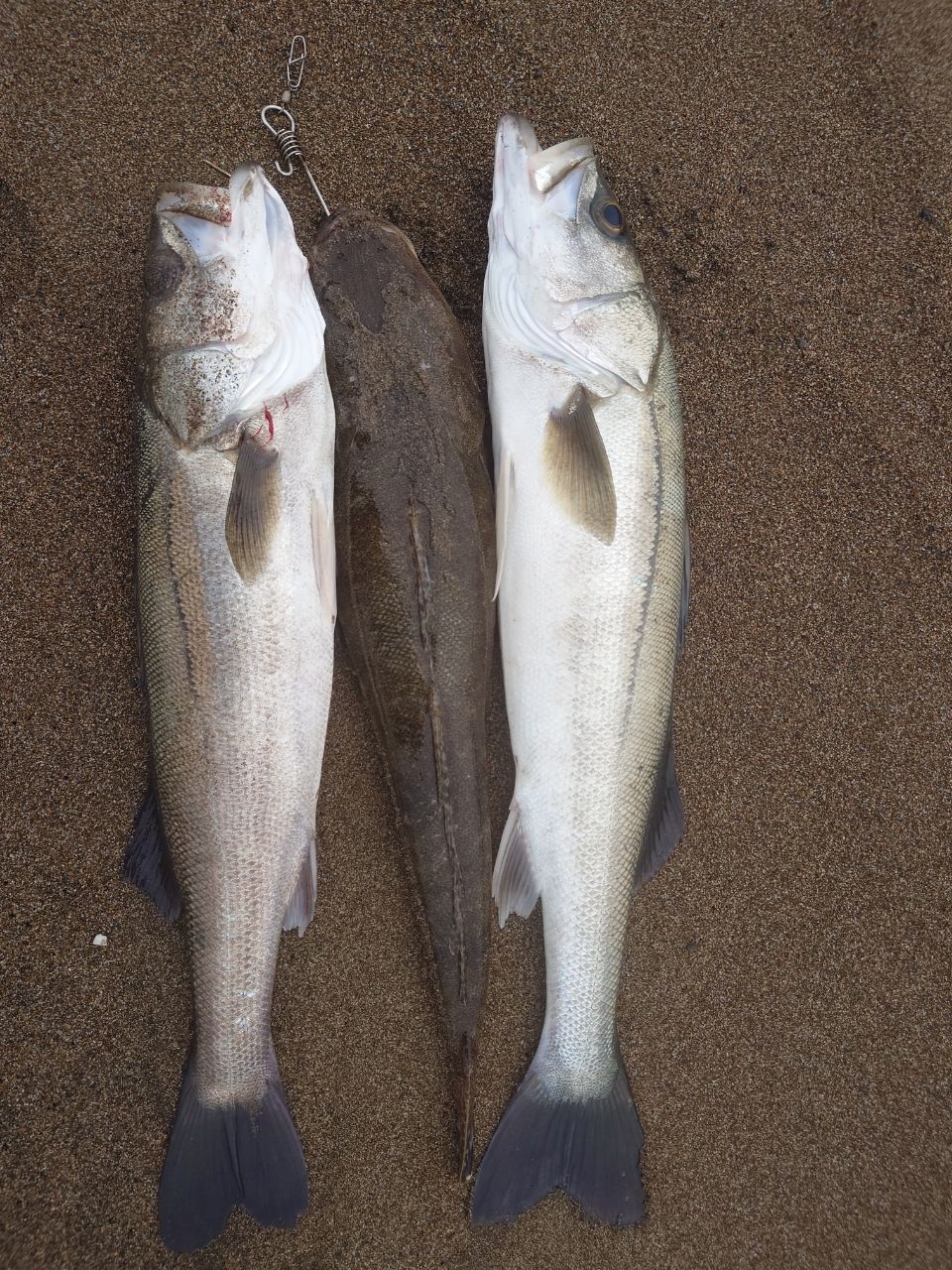 ラグゼ　チーター R3 106MH ラグゼ チータ R3 | がまかつ