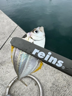 ヒイラギの釣果