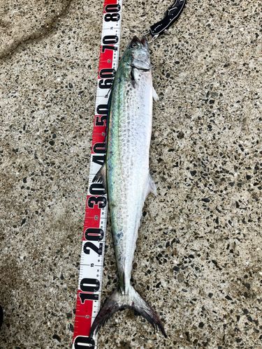 サワラの釣果