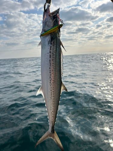 サゴシの釣果